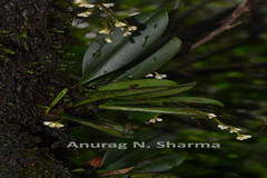 Sirhookera lanceolata